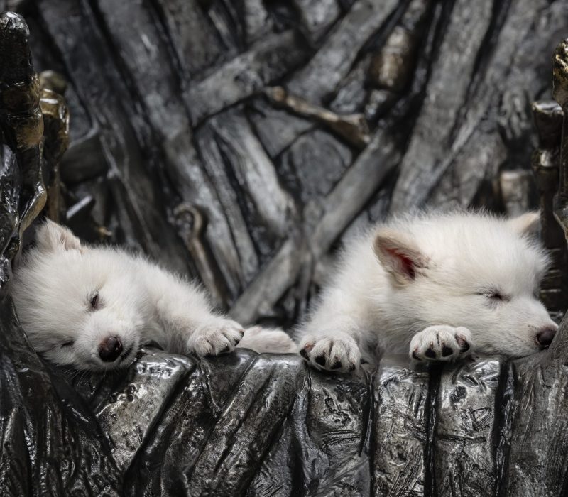 Uenighet om klonede ulver