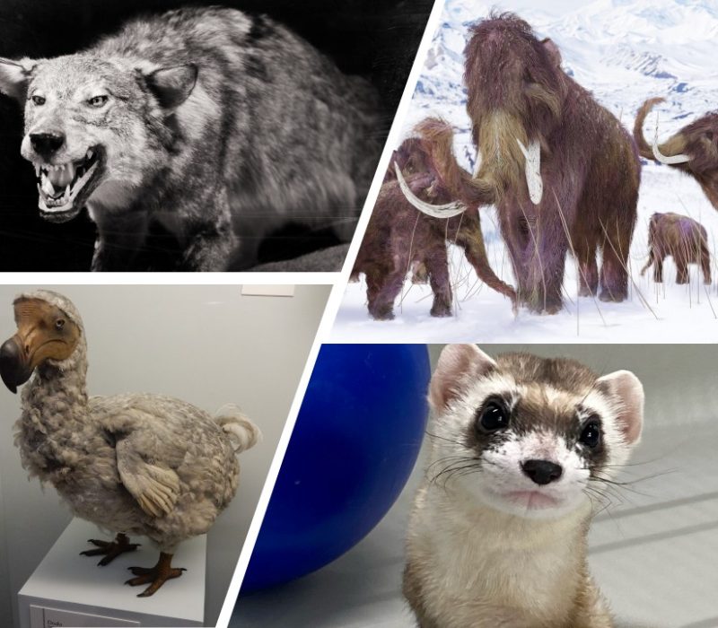 Frokostmøte: Kloning av utdødde dyr – er det mulig?