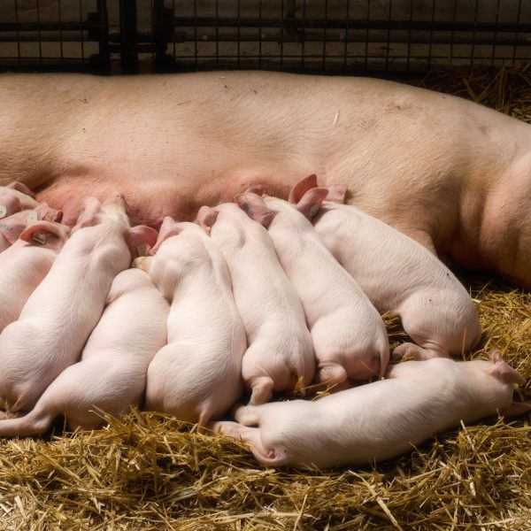 Genredigert gris godkjent i USA