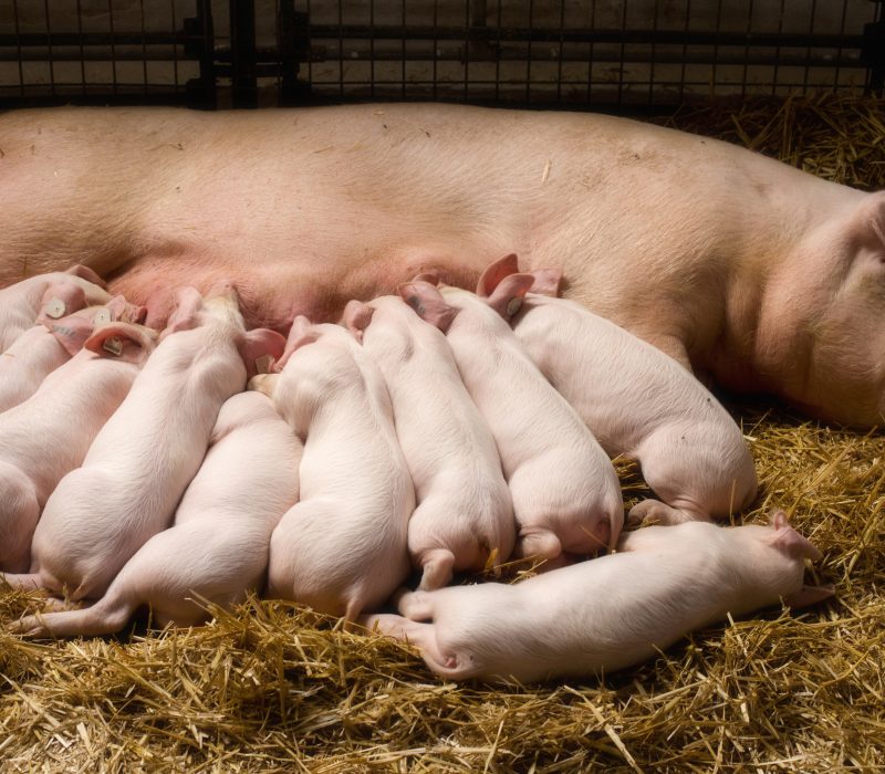 Genredigert gris godkjent i USA