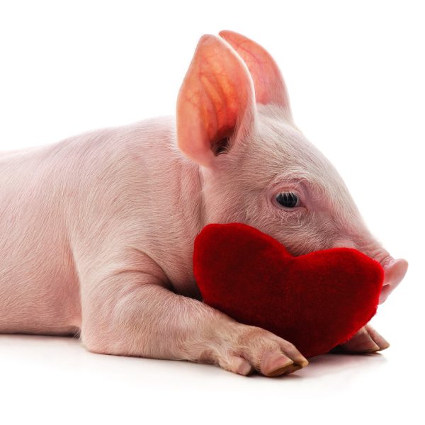 Menneskehjerte i griseembryo