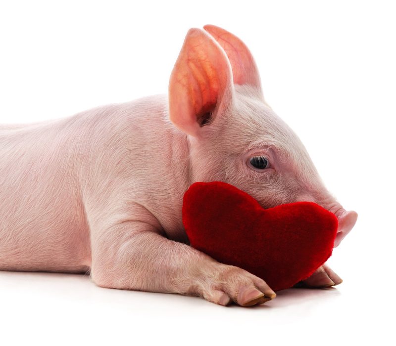 Menneskehjerte i griseembryo