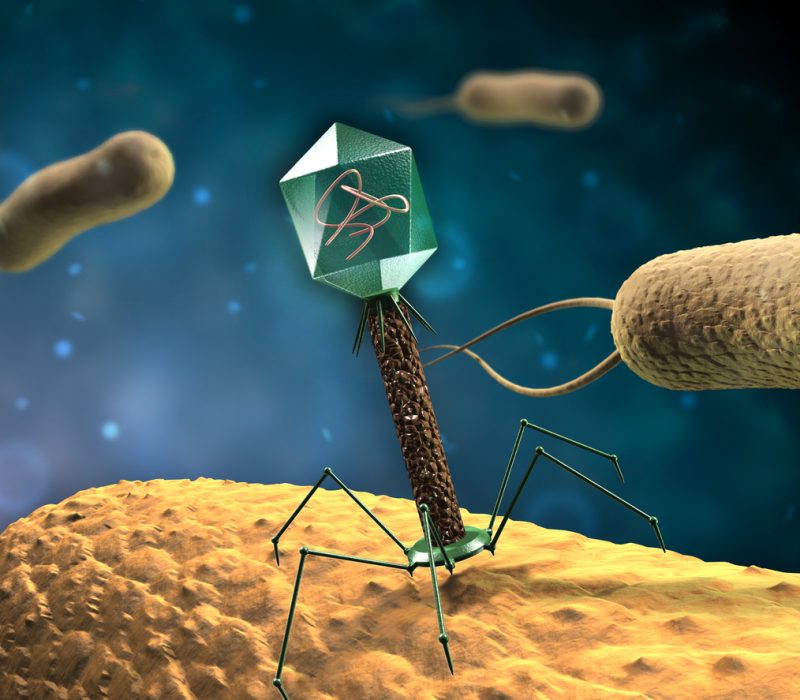 KI-genererte virus som drep bakteriar