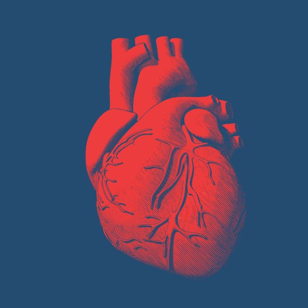 Organoider – nå med egne blodårer