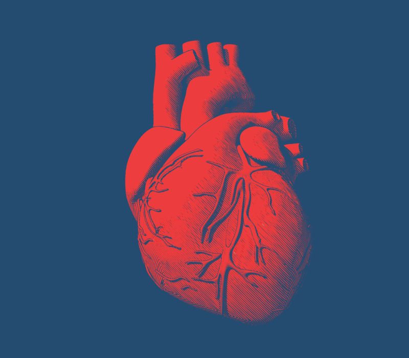 Organoider – nå med egne blodårer