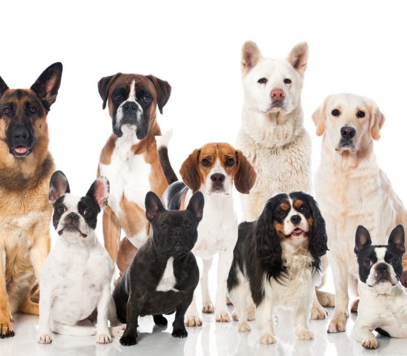 SmåGENialt: Fra ulv til hund – hvordan fikk vi så mange forskjellige hunderaser?