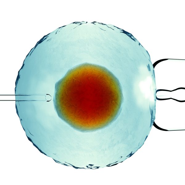 Eggcelle med gener fra hudcelle
