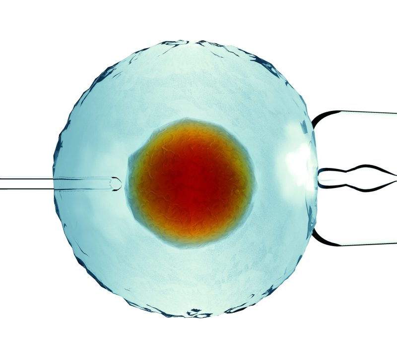 Eggcelle med gener fra hudcelle