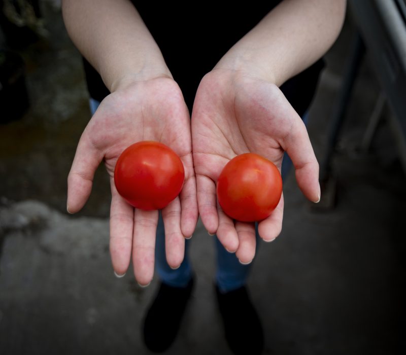 Genredigert helsekost skal testes på mennesker