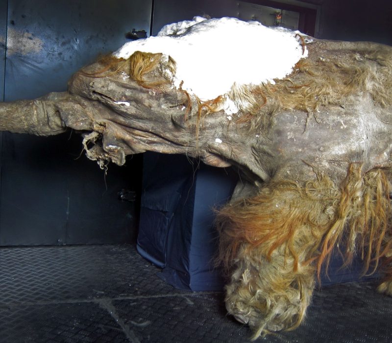 Fant eldgammelt mammut-RNA