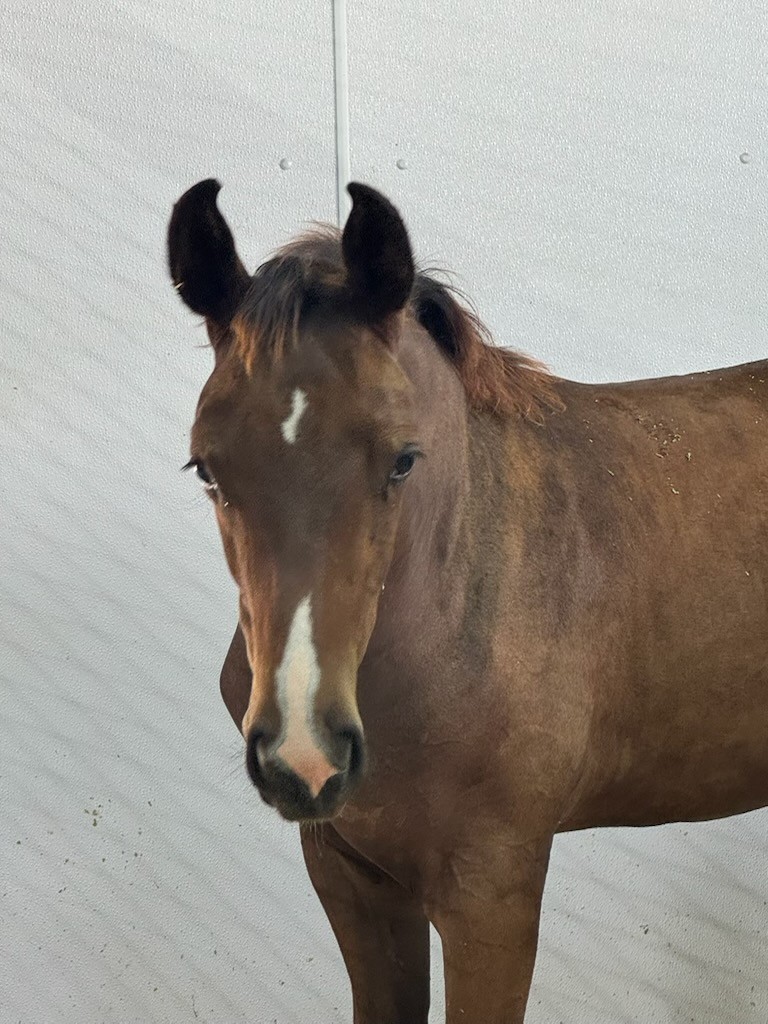 Bildet viser føllet Donkey Double, en klon av Donkey Boy